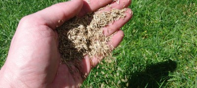 Comment semer correctement l'herbe à gazon