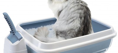 Desmame um gato para cagar no lugar errado