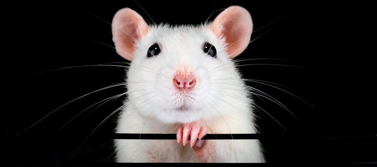 2020 année du rat de métal blanc