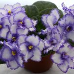 violette africaine