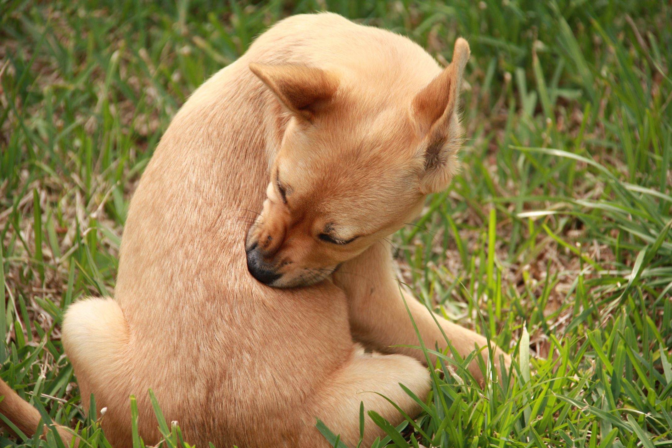 puces chez les chiens