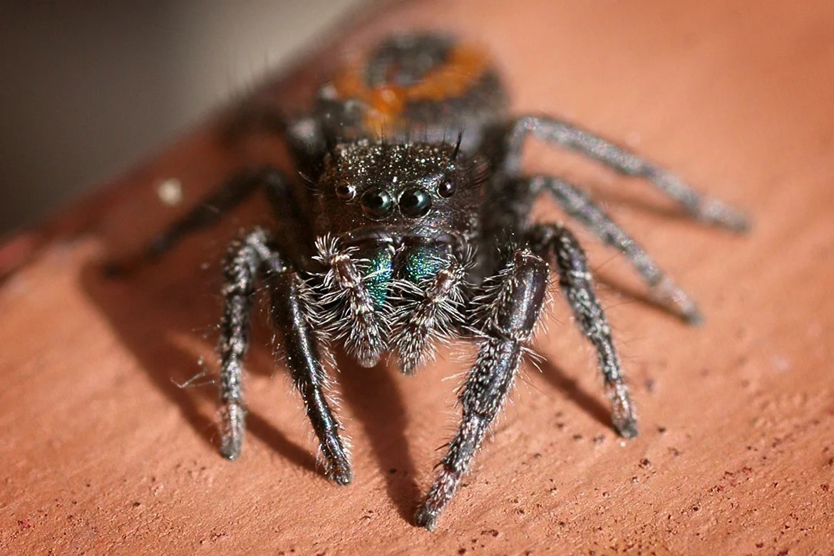 home spider