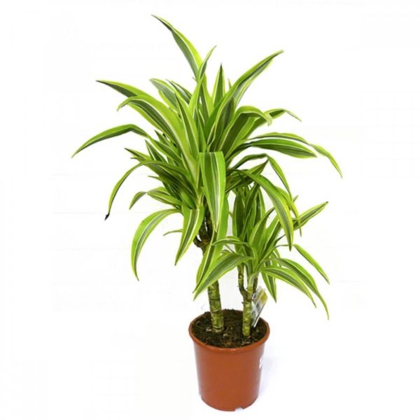 Dracaena est plus pointilleux sur les soins, ne s'enracine pas bien après les greffes, tandis que son parent éloigné est plus résistant aux changements.
