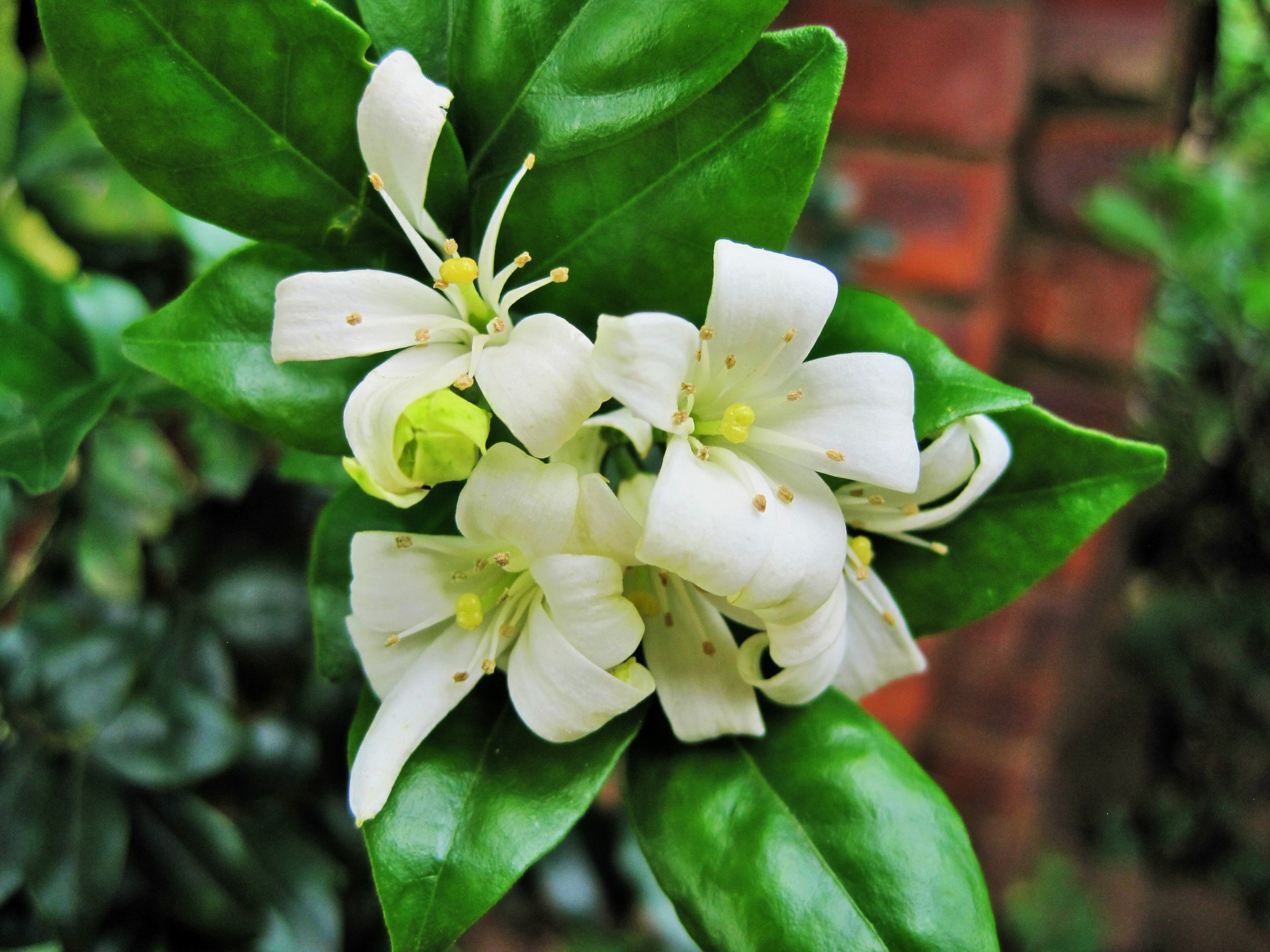 murraya exotique