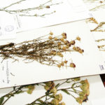 décor d'herbier à faire soi-même