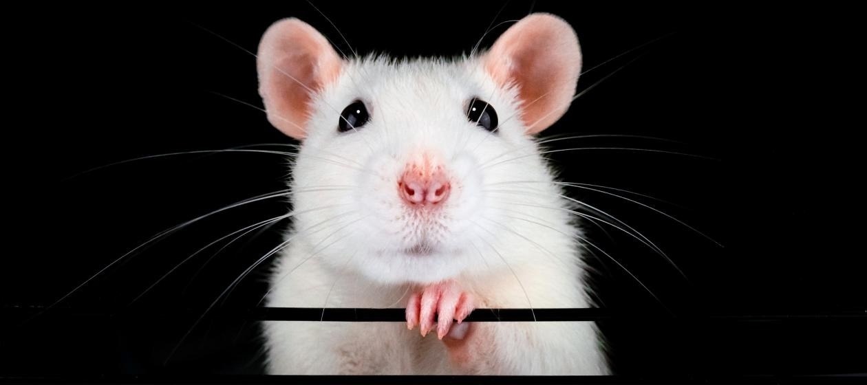 Jahr der Ratte 2020