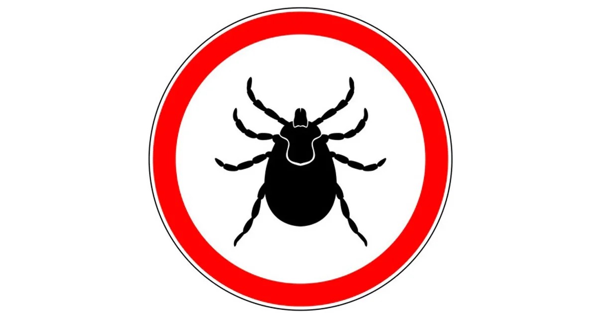mite