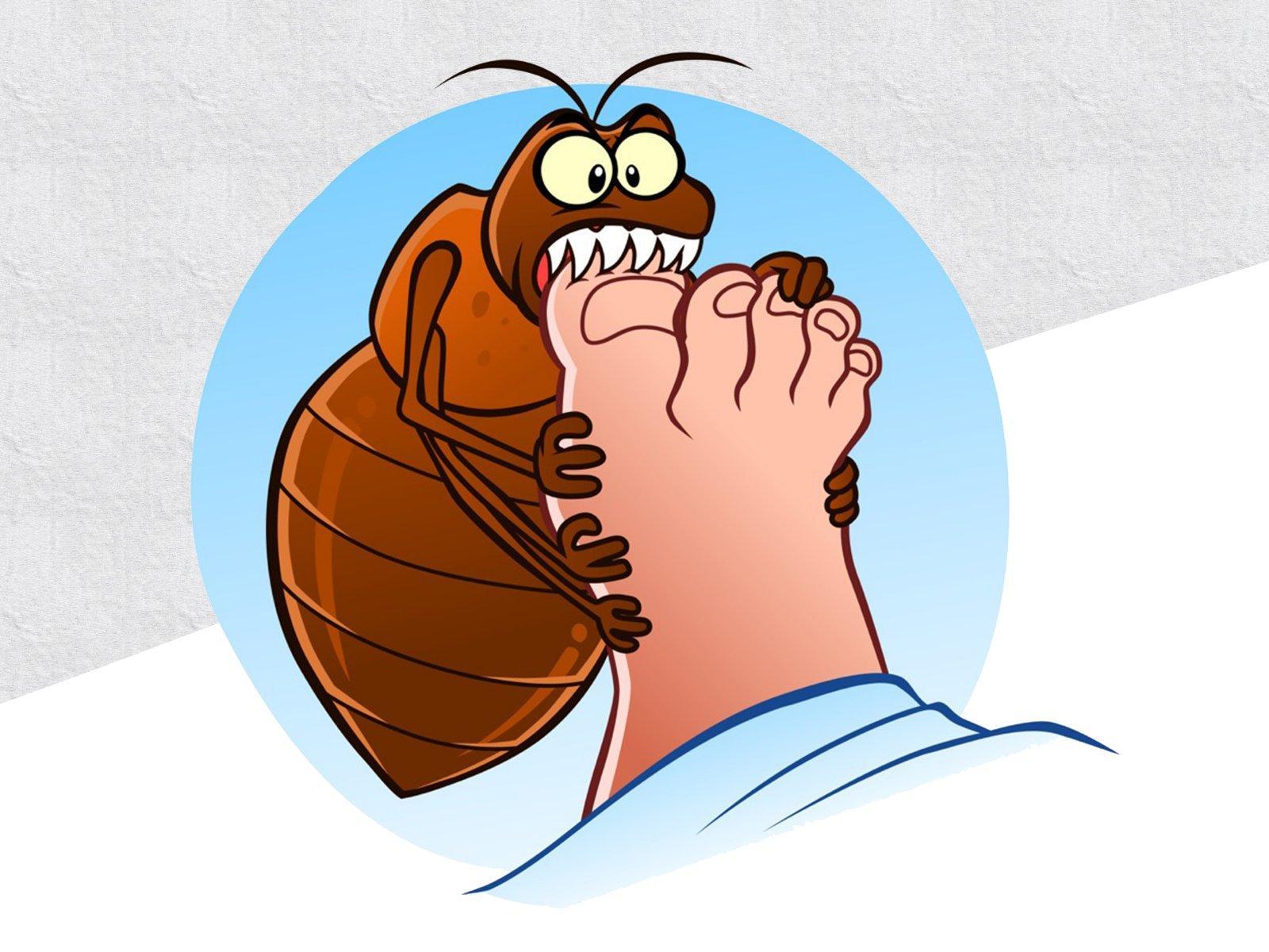 morsures d'insecte