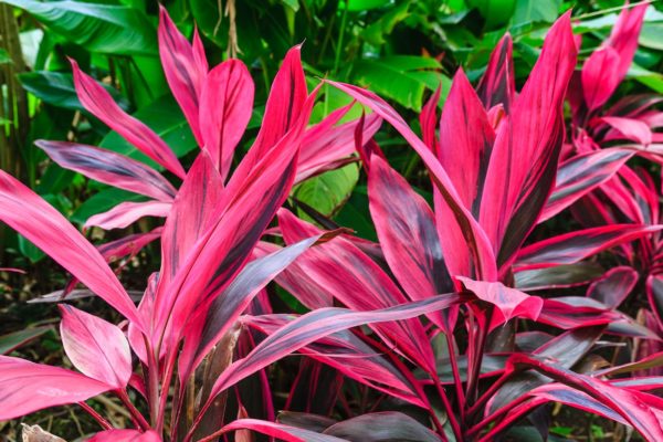 Une plante incroyablement belle a depuis longtemps acquis une popularité universelle.
