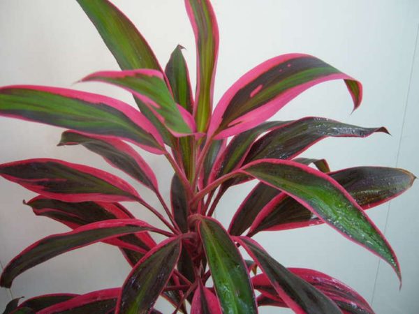 Rouge parce que les feuilles ont une couleur inhabituelle pour les plantes.