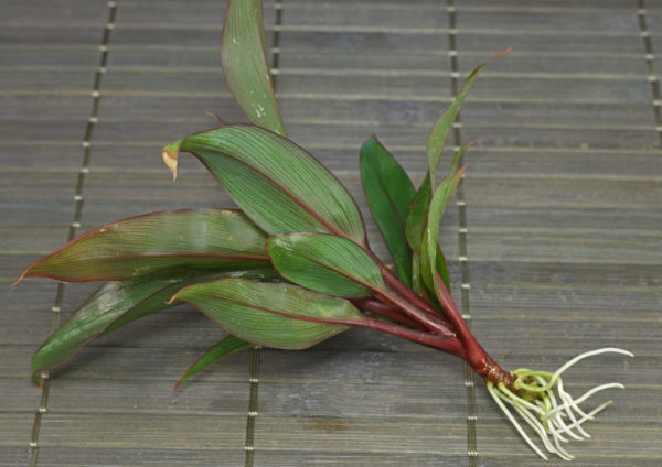 Comme déjà mentionné, cette plante peut être multipliée soit par division, soit par bouturage, soit par graines.