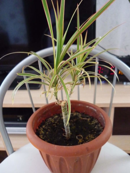 Il est nécessaire de transplanter les jeunes plants dans des pots séparés au plus tôt à l'apparition de la quatrième vraie feuille.