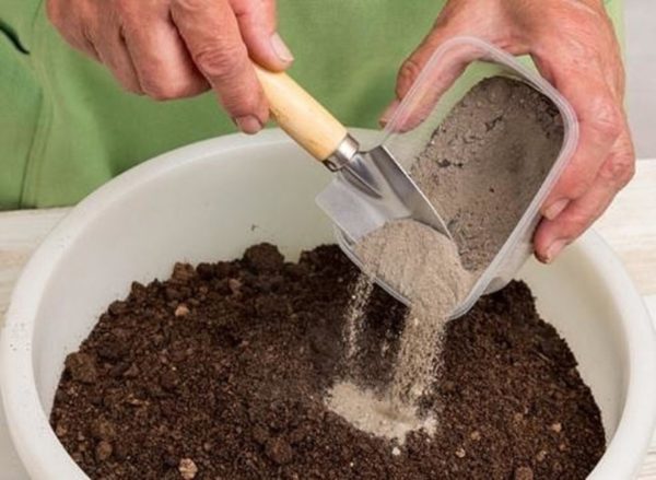 Pour l'enracinement, le substrat le plus approprié sera la tourbe, le sable et le sol humifère, pris dans des proportions égales.