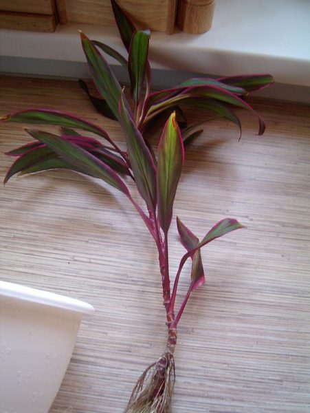 Même dans le cas où une pousse se détache accidentellement de la plante principale, vous pouvez essayer de l'enraciner.
