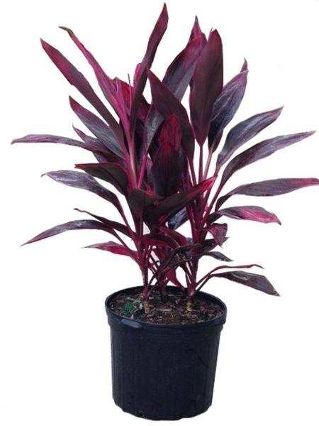 D'où vient la fleur de cordilin d'intérieur ?