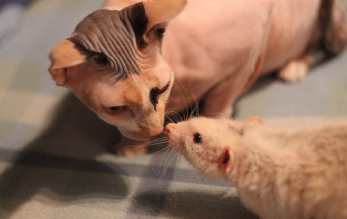 chat et rat