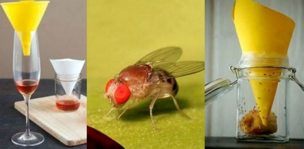 midge trap