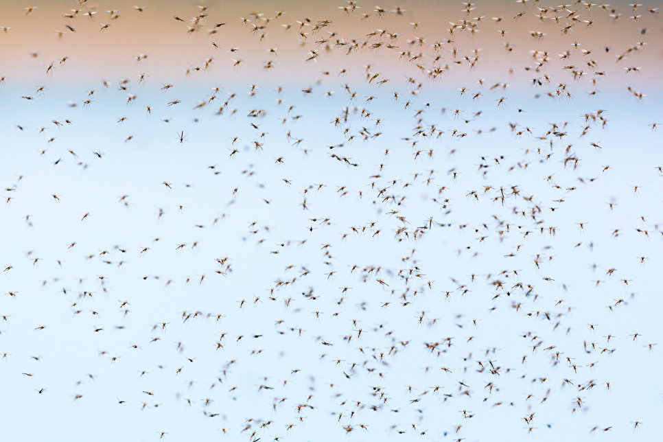 midges