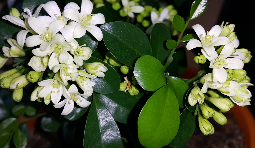 Murraya exotique