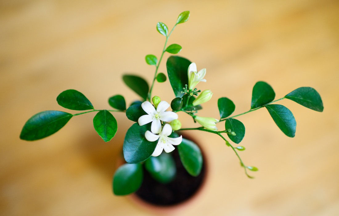 Murraya paniculata à la maison