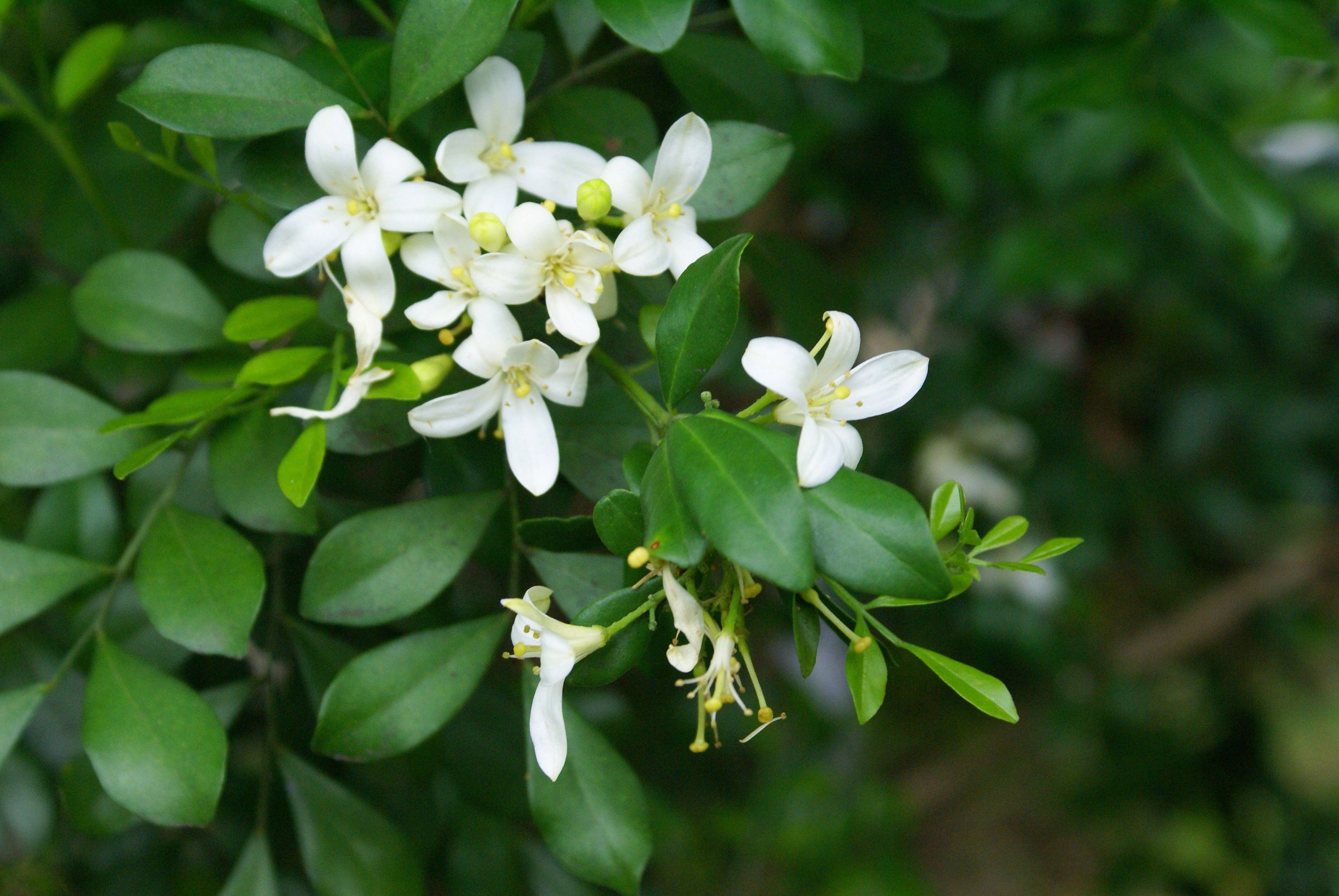 Murraya paniculata