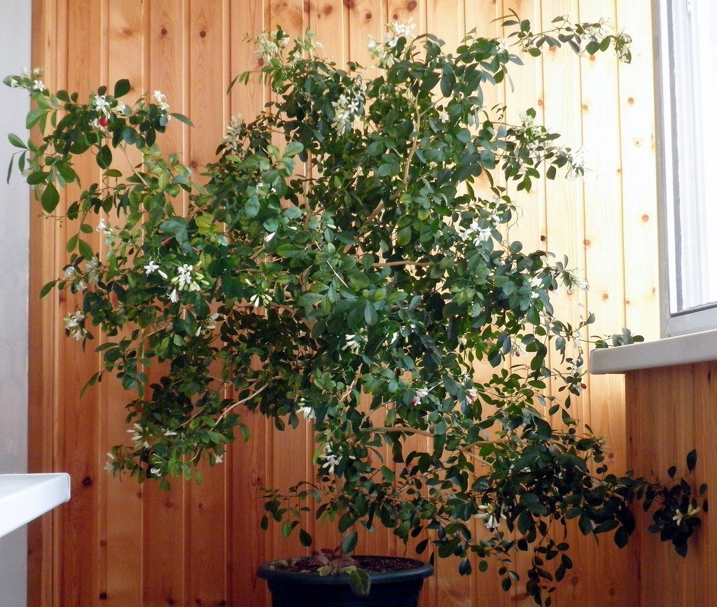 Murraya à la maison sur le balcon