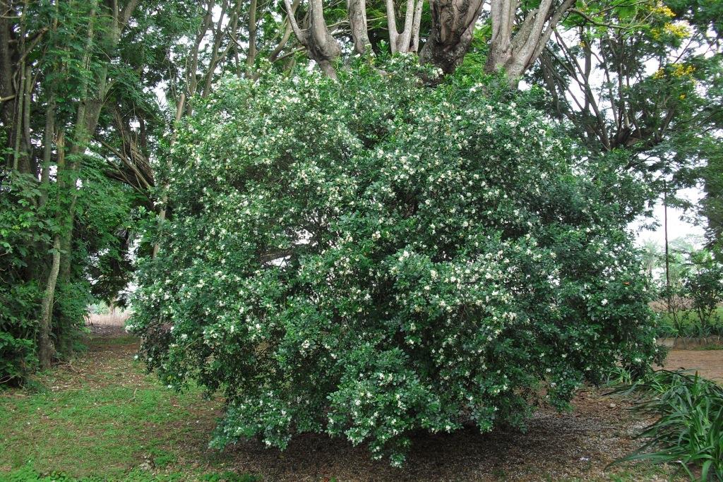 murraya dans la nature