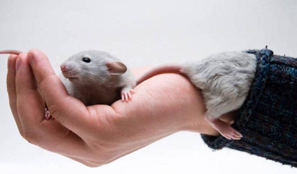mâle dans l'année du rat