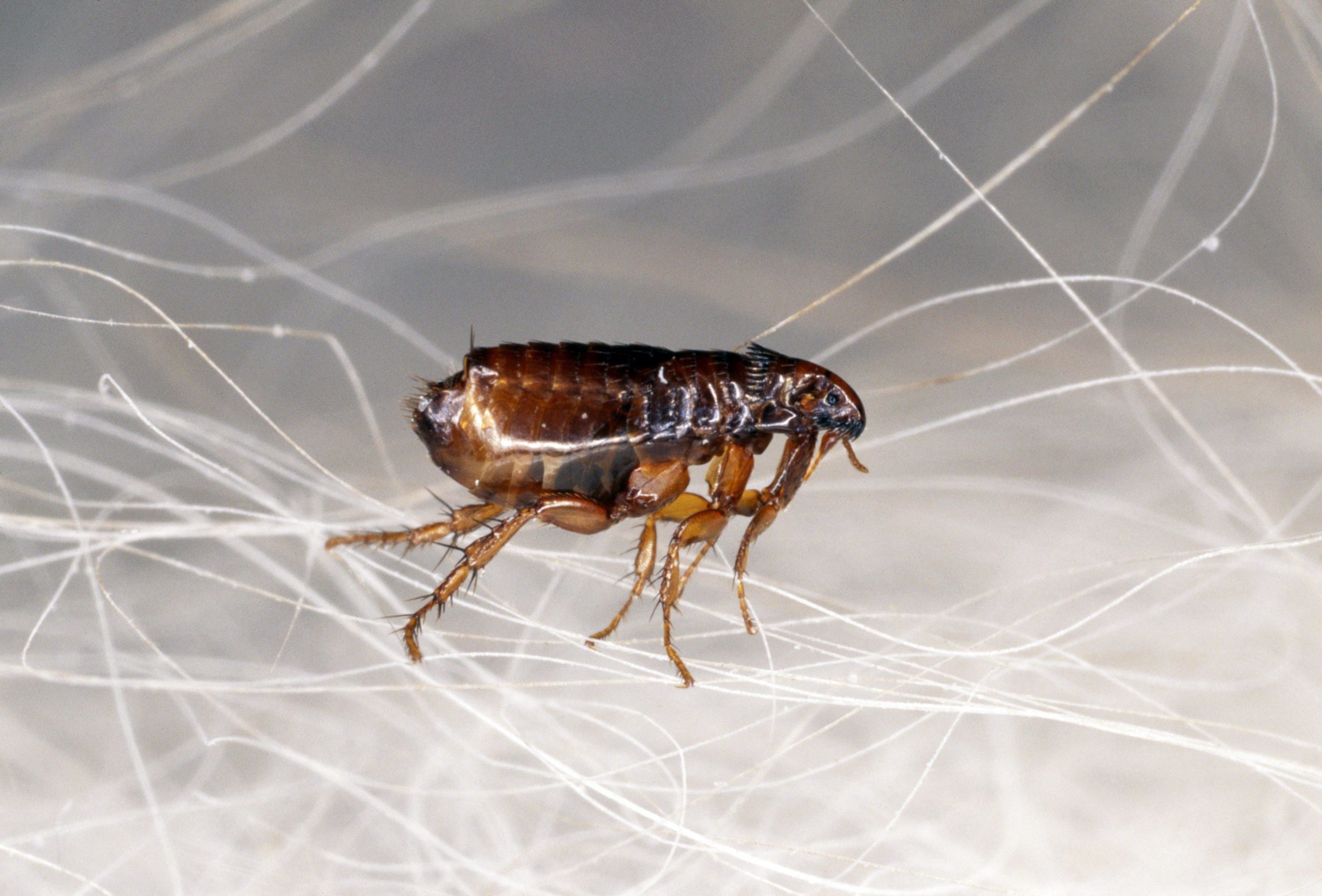 insecte aux puces