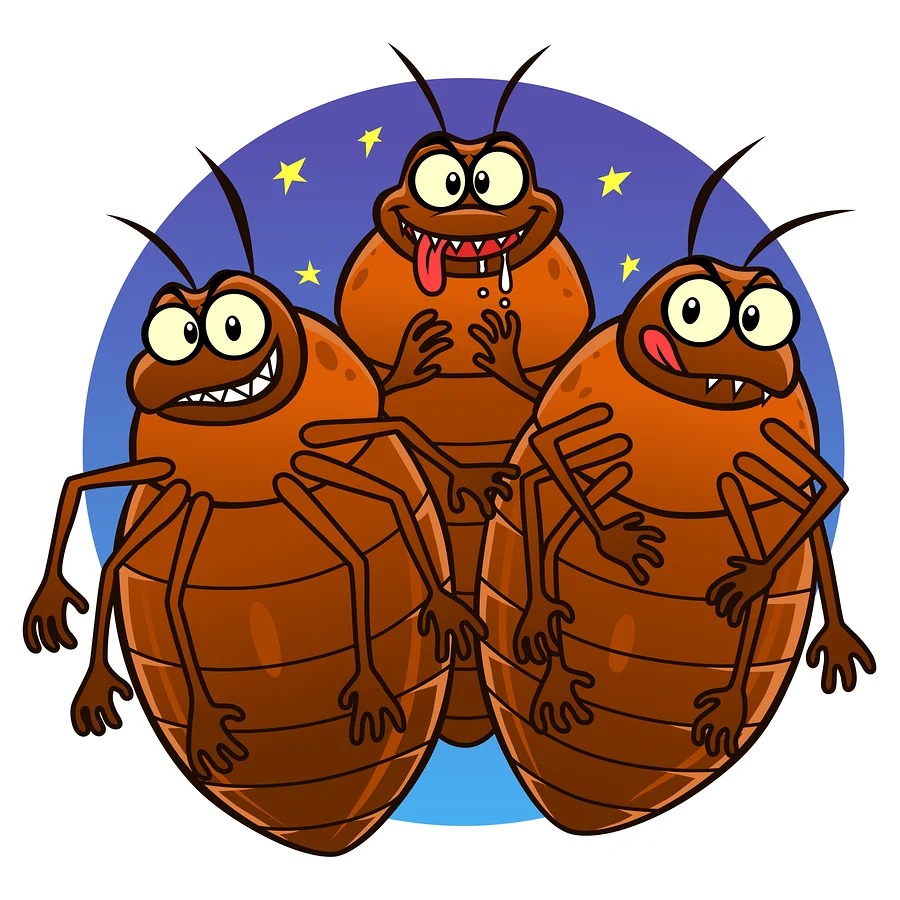insectes de la nuit