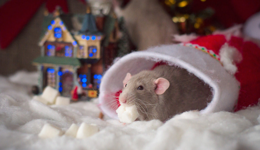 Weihnachtsmaus