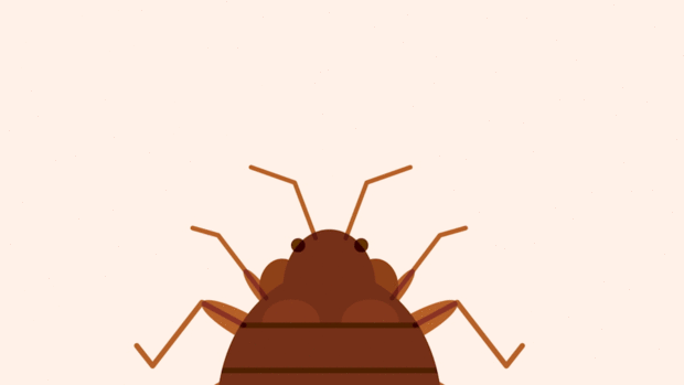 élevage d'insectes