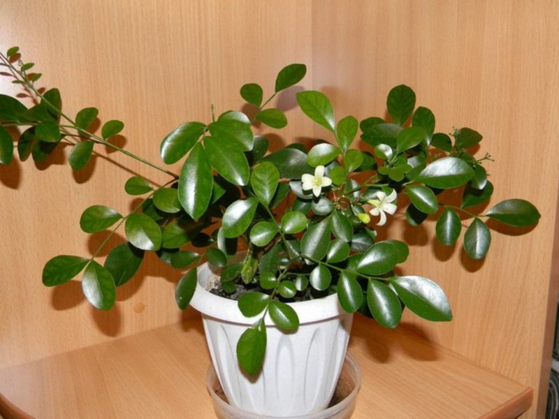 faire pousser une plante murraya