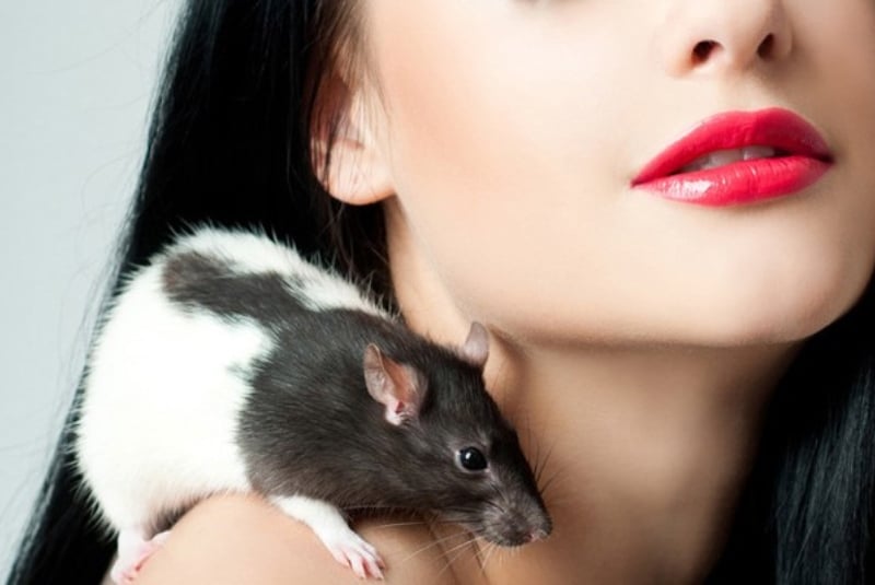 femme l'année du rat