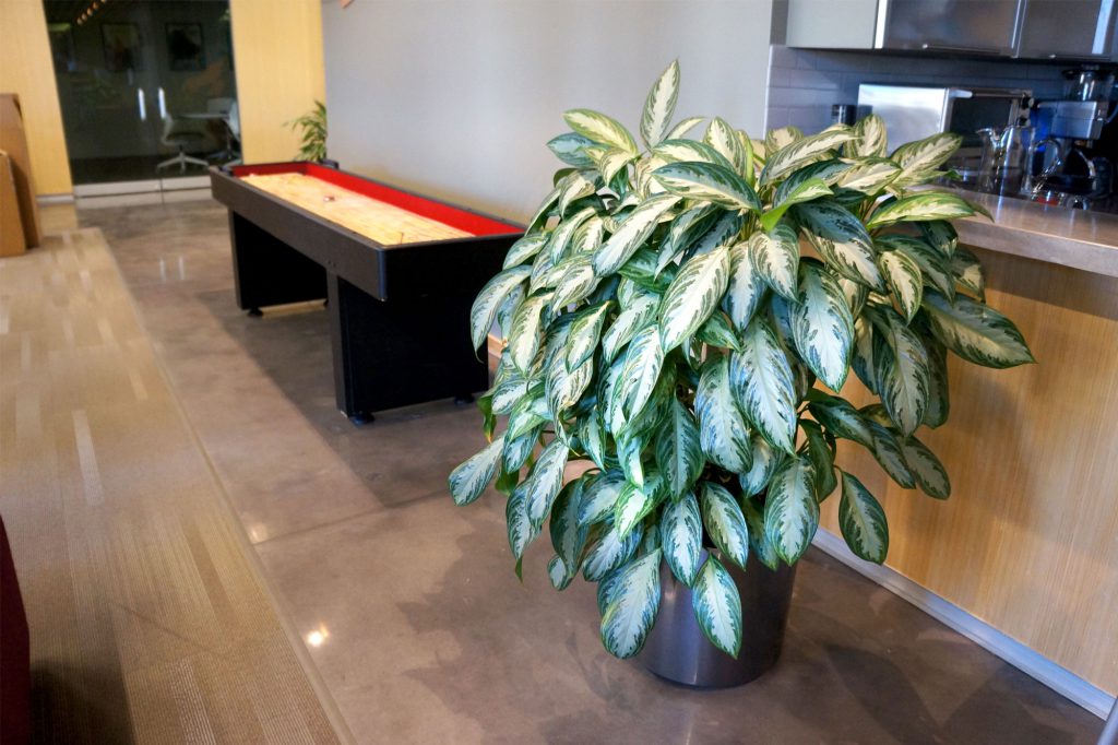aglaonema large