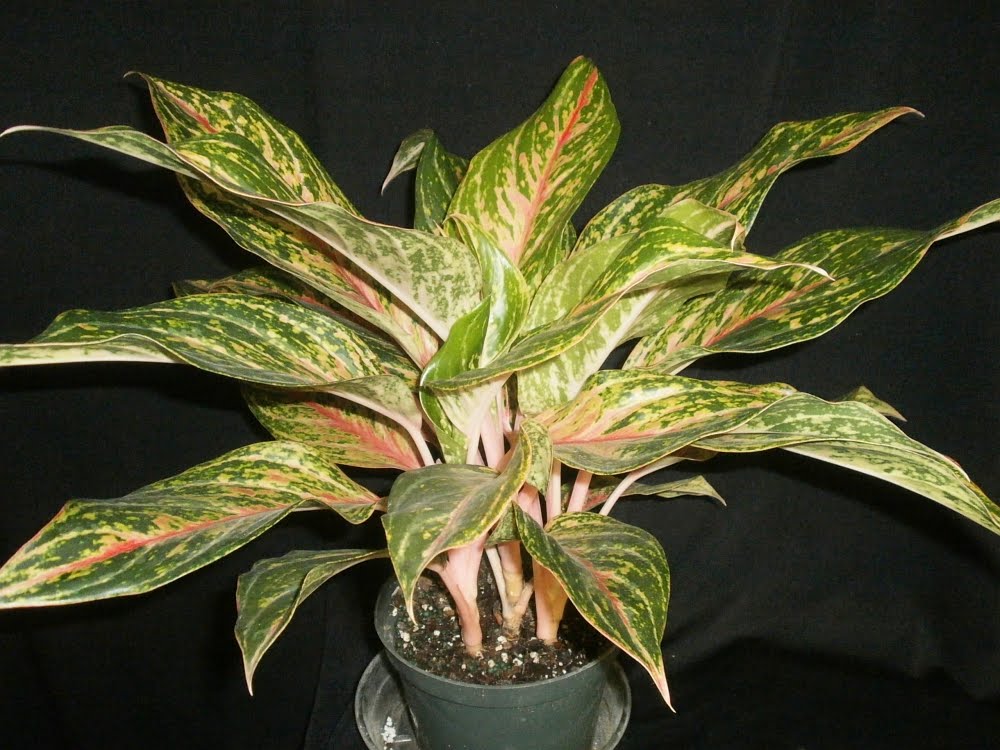 aglaonema photo