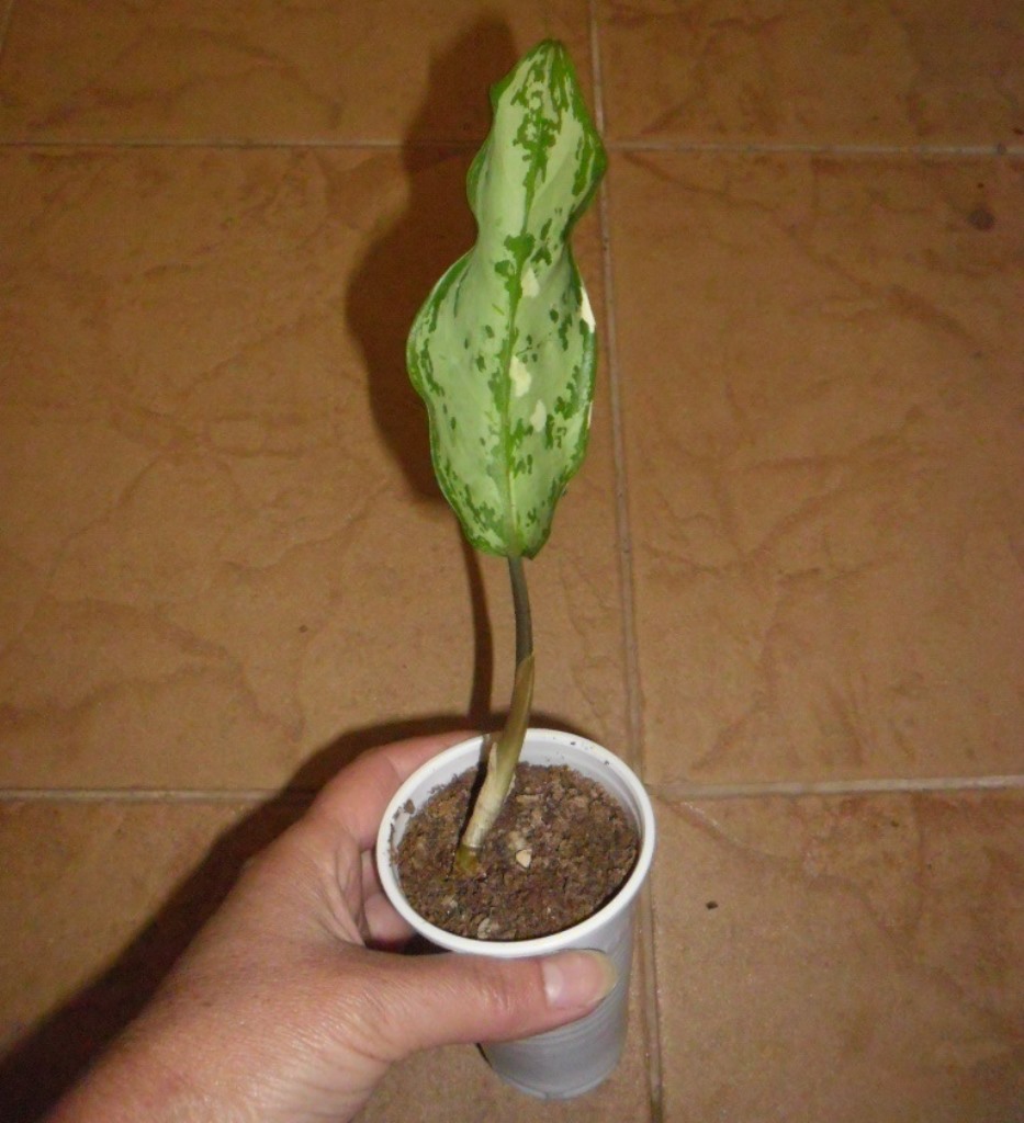 aglaonema sprout