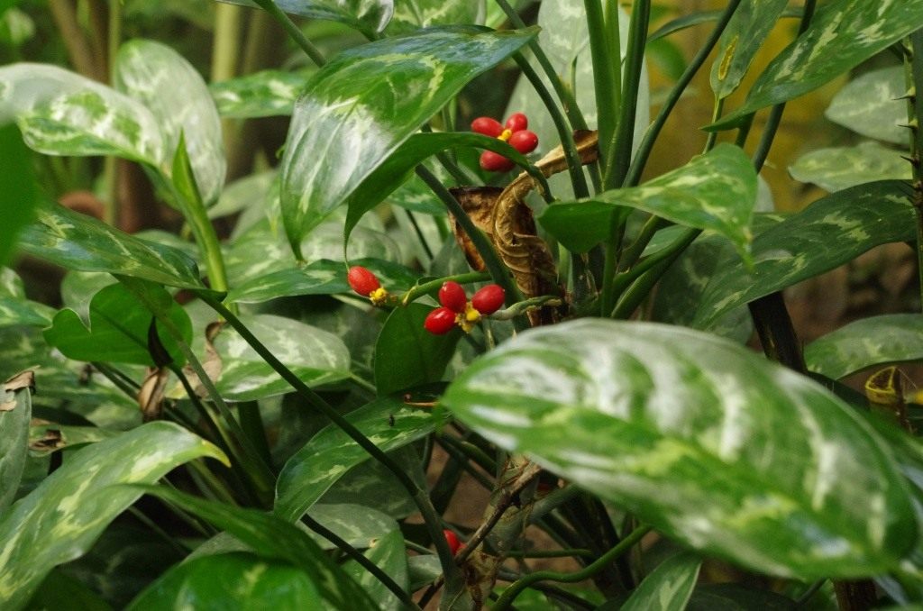 aglaonema with berries