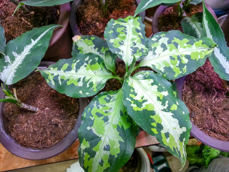 aglaonema varieties
