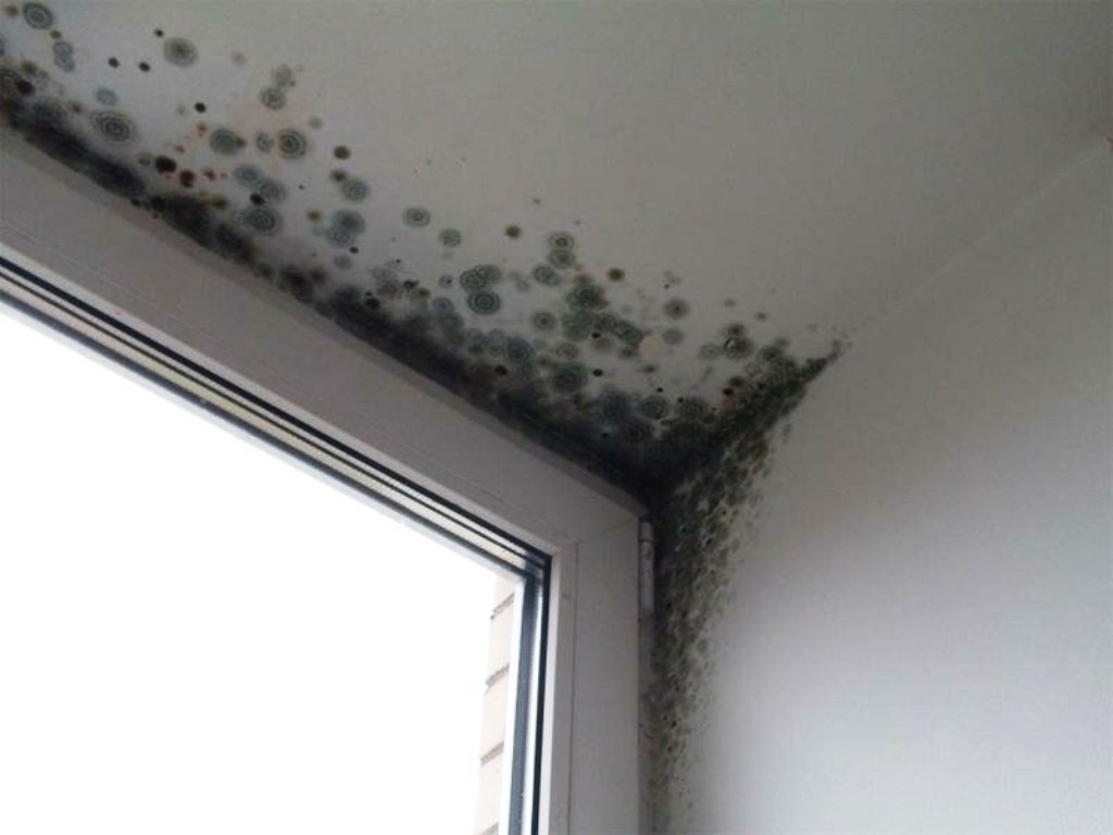 on se débarrasse de la moisissure dans l'appartement