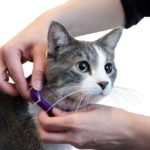 collared cat