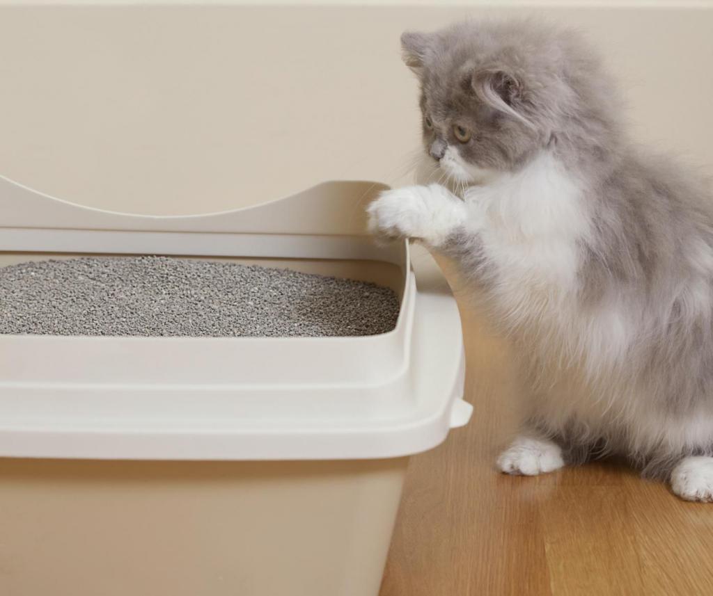 plateau chaton