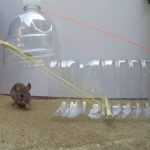 ideias para ratoeira de garrafa