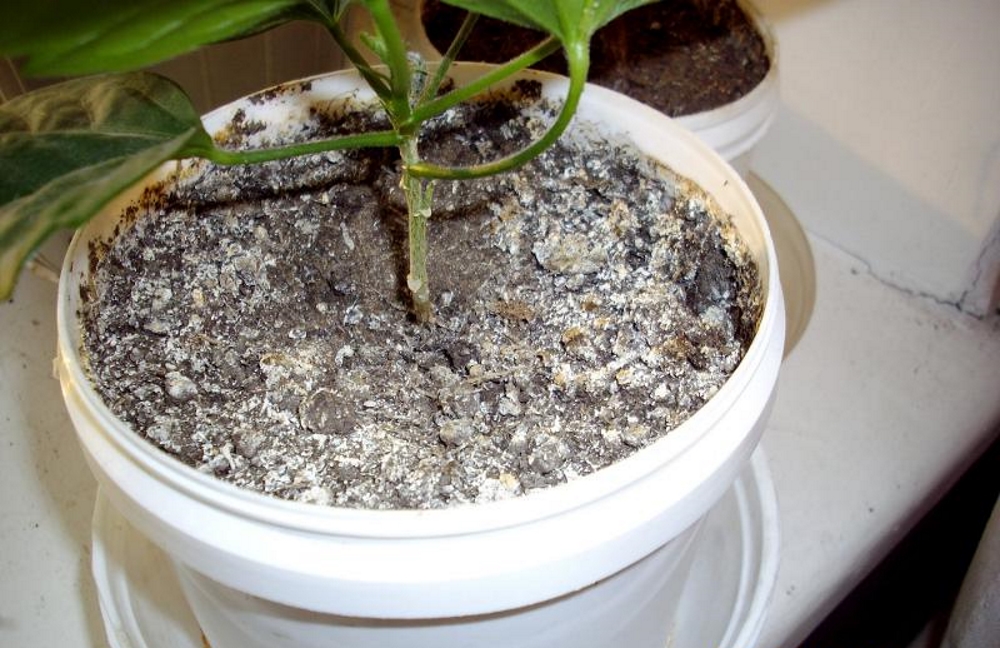 moisissure sur les plantes