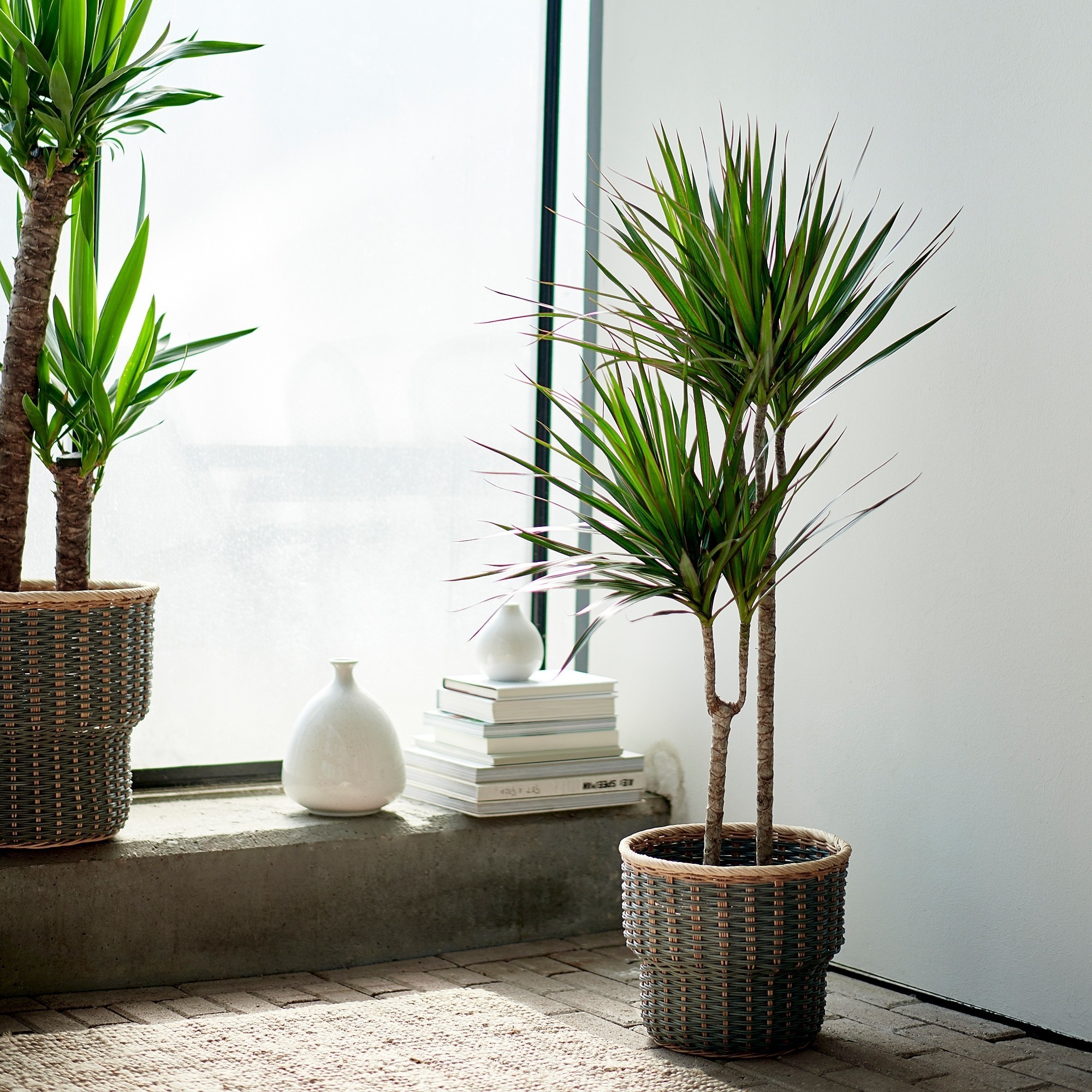 نبات dracaena