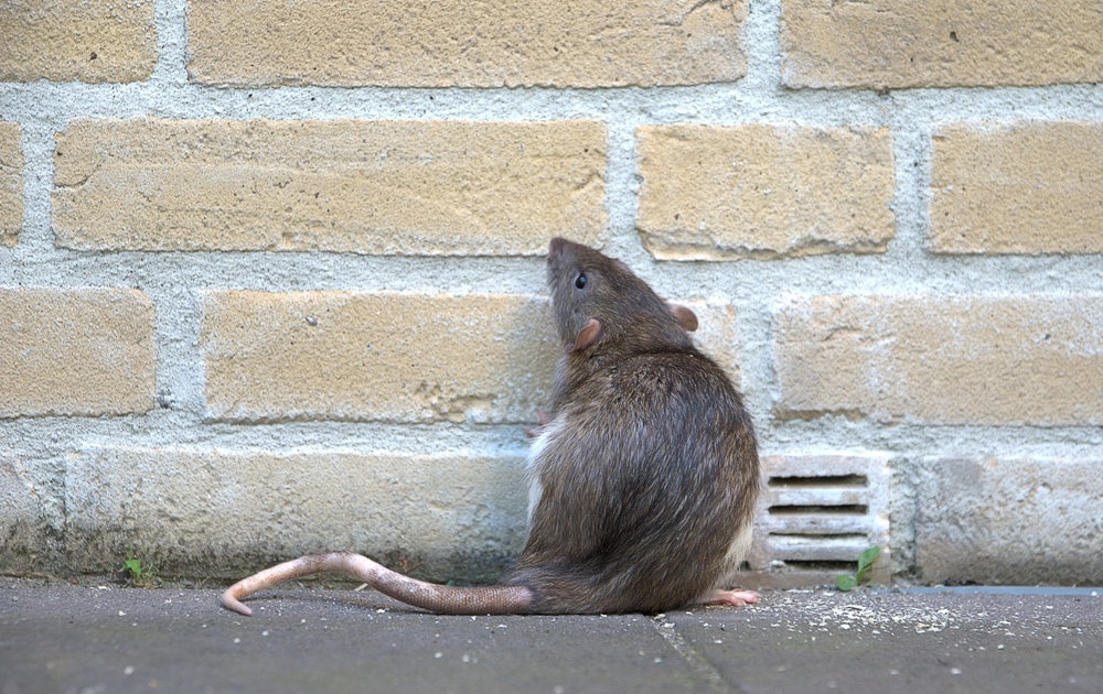 city rat