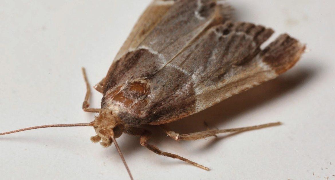 comment se débarrasser des mites