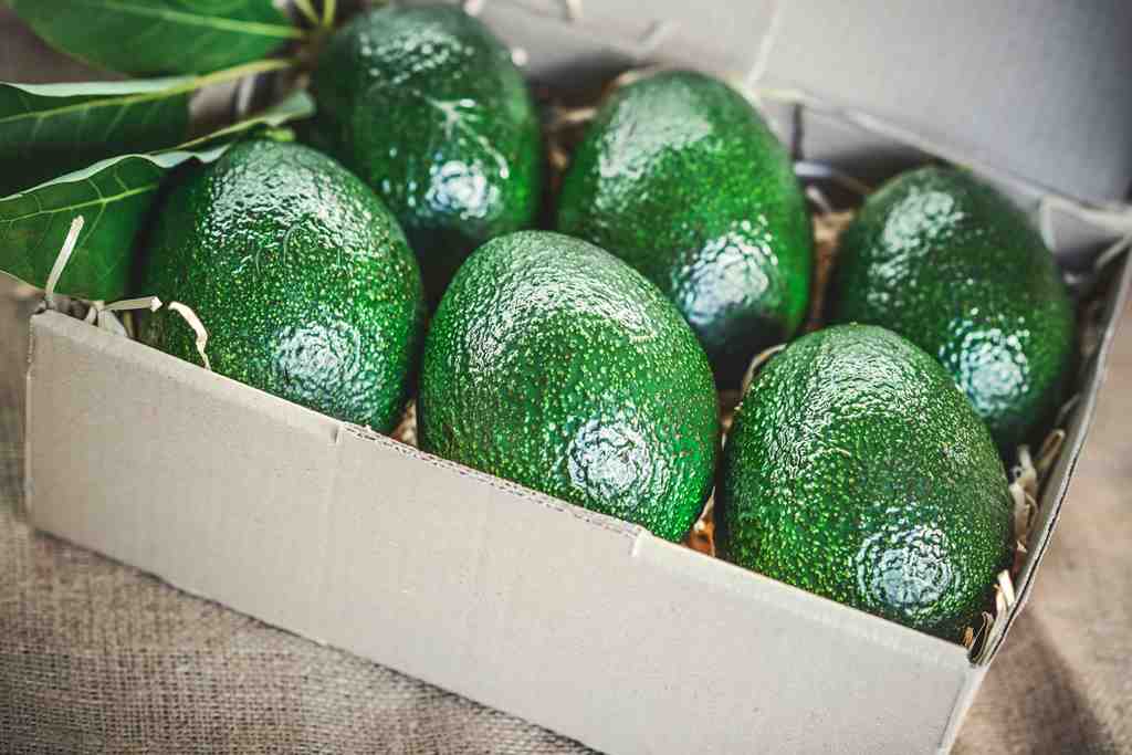 comment conserver les avocats correctement