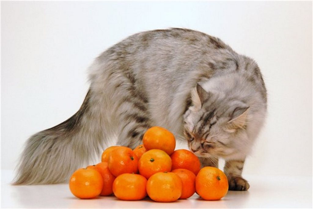 cat with tangerines