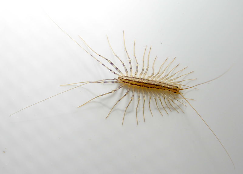 Fliegenfänger in der Wohnung